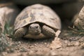 Gopher turtle emerging from a hole in view of the ground Royalty Free Stock Photo