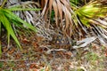 Gopher turtle in habitat Royalty Free Stock Photo