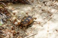 Gopher turtle in habitat Royalty Free Stock Photo