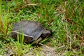 Gopher turtle in habitat Royalty Free Stock Photo
