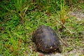 Gopher turtle in habitat Royalty Free Stock Photo