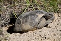 Gopher turtle in the wild Florida, USA Royalty Free Stock Photo