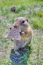 A feeding gophers at summer afternoon