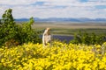 Gopher among yellow flowers. Arctic ground squirrel