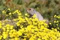 Gopher among yellow flowers. Arctic ground squirrel (Urocitellus parryii or Spermophilus parryi)