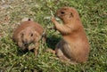 Gophers Royalty Free Stock Photo