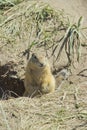 The gophers climbed out of the hole on the lawn , the furry cute gophers sitting on a green meadow in sunny day