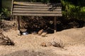 Gophers drink water in the park