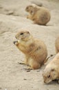 Gophers eating Royalty Free Stock Photo