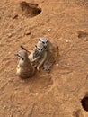 Gophers family on close sands bacground in their environment