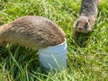 Gophers are getting inside into a plastic jar for looking for a food. Nature protection, wild animals protection, environmental