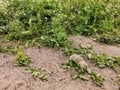 Gophers in the grass in the Kala-Kulak gorge. Kabardino-Balkaria. Russia.