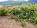 Gophers in the grass in the Kala-Kulak gorge. Kabardino-Balkaria. Russia.