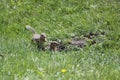 Gophers in a green grass Royalty Free Stock Photo