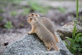 Gophers on stone