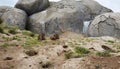 Cute little Gophers at the zoo.