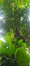 Goraka tree with gammiris vines sri lanka Royalty Free Stock Photo