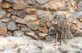 Goral standing on a wall Royalty Free Stock Photo