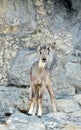 Goral Royalty Free Stock Photo