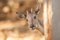 Goral Naemorthedus griseus standing under the tree and looking at the camera. Omkoi Wildlife Sanctuary, Doi Mon Chong, Chiang Royalty Free Stock Photo