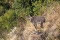 A goral standing on the edge of the precipice Royalty Free Stock Photo