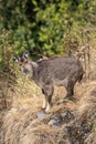 A goral standing on the edge of the precipice Royalty Free Stock Photo