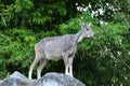 Goral standing on the rock Royalty Free Stock Photo