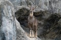 .goral standing on the rock Royalty Free Stock Photo