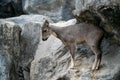 .goral standing on the rock Royalty Free Stock Photo