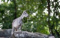 Goral standing on the rock Royalty Free Stock Photo