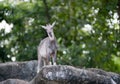 Goral standing on the rock Royalty Free Stock Photo