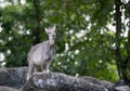 Goral standing on the rock Royalty Free Stock Photo