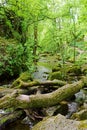 Gordale Beck, near Janet`s Foss Waterfall, Malham Cove, Yorkshire Dales, England, UK Royalty Free Stock Photo