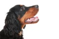 Gordon Setter