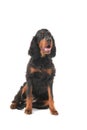 Gordon Setter Royalty Free Stock Photo