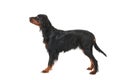 Gordon Setter