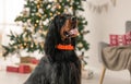 Gordon setter in Christmas time Royalty Free Stock Photo