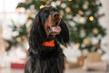 Gordon setter in Christmas time Royalty Free Stock Photo