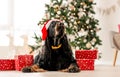 Gordon setter in Christmas time Royalty Free Stock Photo