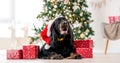 Gordon setter in Christmas time Royalty Free Stock Photo