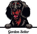 Gordon Setter - Color Peeking Dogs - dog breed. Color image of a dogs head isolated on a white background Royalty Free Stock Photo