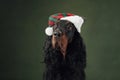 A Gordon Setter dog in festive hat, embodying the Christmas spirit. Royalty Free Stock Photo