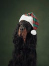 A Gordon Setter dog in festive hat, embodying the Christmas spirit. Royalty Free Stock Photo