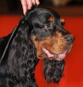 Gordon Setter dog Royalty Free Stock Photo