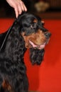 Gordon Setter dog Royalty Free Stock Photo