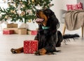 Gordon setter in Christmas time Royalty Free Stock Photo