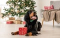 Gordon setter in Christmas time Royalty Free Stock Photo