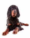 Gordon setter dog in white background Royalty Free Stock Photo