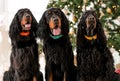 Gordon setter dogs in Christmas time Royalty Free Stock Photo