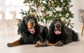 Gordon setter dogs in Christmas time Royalty Free Stock Photo